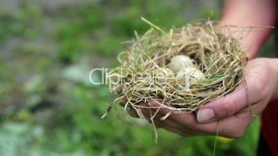 Nest with eggs in the hands of,nest with eggs on the palms