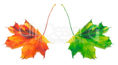 Orange and green yellowed maple-leaf