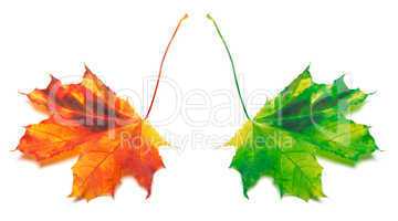 Orange and green yellowed maple-leaf