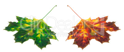 Green and red yellowed maple-leaf