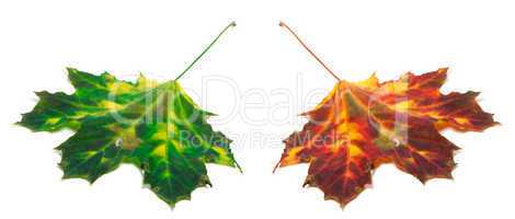 Green and red yellowed maple-leaf