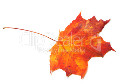 Red autumn maple leaf