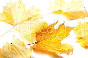 Autumn yellow maple-leafs