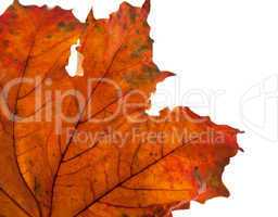 Dry maple leaf in corner
