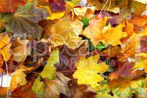 Autumn dry maple leafs