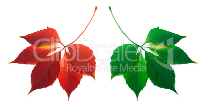 Red and green leafs