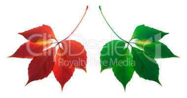 Red and green leafs