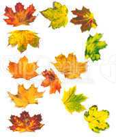 Letter R composed of autumn maple leafs