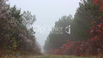forest trees with fog