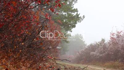 forest trees with fog