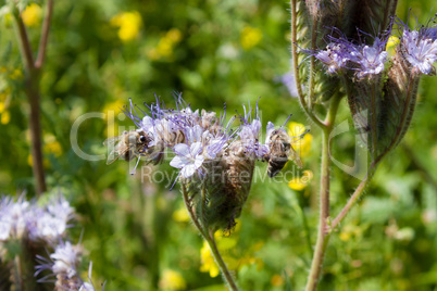 Bienen auf einer Blüte