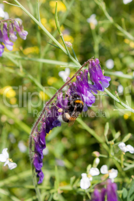 Biene auf einer Blüte