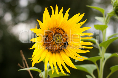 Biene und Hummel an der Sonnenblume