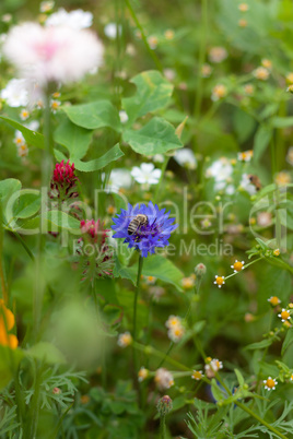 Biene auf Kornblume