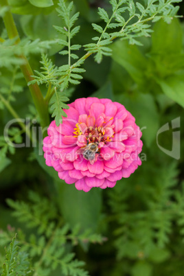 Bienen auf einer Blüte