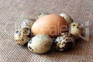 some eggs of the quail and one of the hen