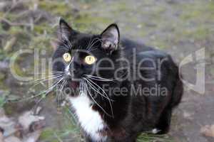 black cat going for a walk