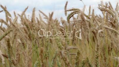 ripening grain in a wheat field