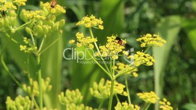 insects collect pollen