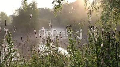 Morning mist on the river