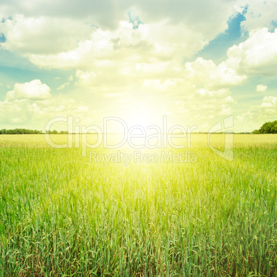 beautiful sunrise over a wheat field