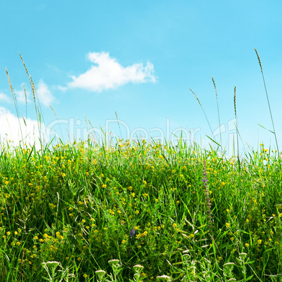 multicolored grass meadow and blue sky