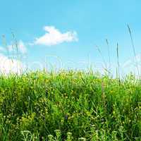 multicolored grass meadow and blue sky