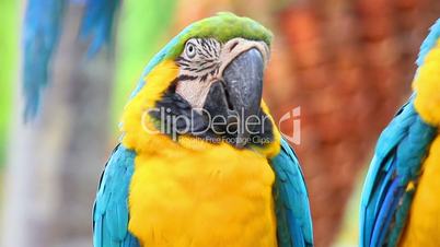 portrait of colorful parrot macaw