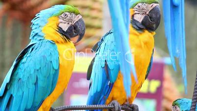 sleepy colorful parrot macaw on branch