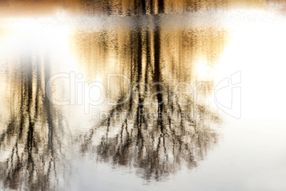 Tree Silhouettes