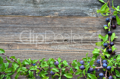 Schlehdorn Beeren auf Holz