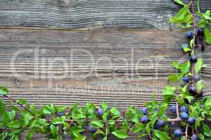 Schlehdorn Beeren auf Holz