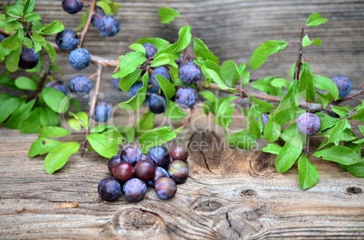 Schlehdorn Beeren auf Holz