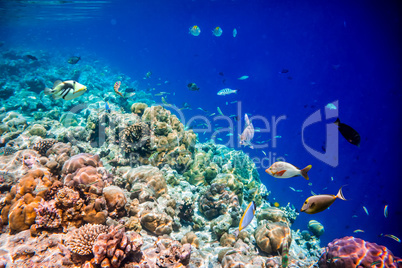 Tropical Coral Reef.