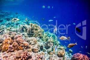 Tropical Coral Reef.