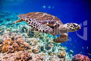 Hawksbill Turtle - Eretmochelys imbricata