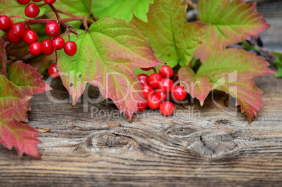 rote Beeren Herbst Holz Hintergrund