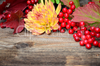 rote Beeren Herbst Holz Hintergrund