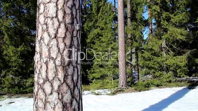 Tall pine trees on snow