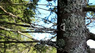 Trunk and branches of a pine tree with moss on it