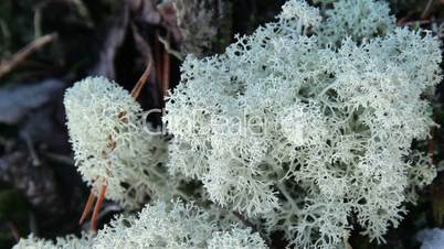 A thick white moss