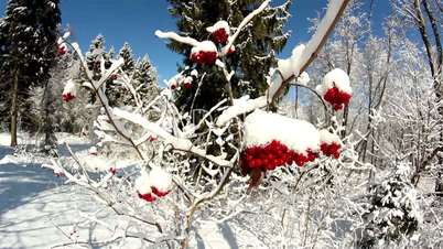 Viburnum opulus Guelder Rose covered with snow