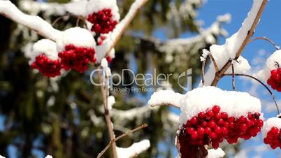 Set of Viburnum opulus Guelder Rose covered with snow