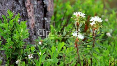 Marsh Labrador Tea Rhododendron tomentosum