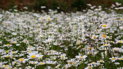 Lots of white daisies on the field
