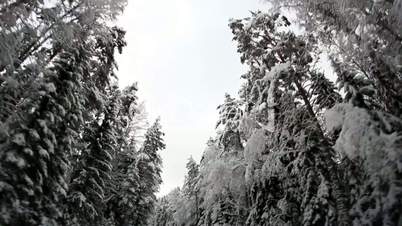 Winter trees covered with snow