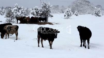 Lots of cows standing on the snow