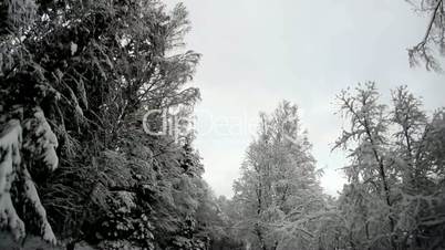 Tall trees on the roadside covered with snow