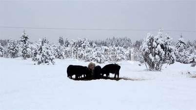 Lots of cows looking for food on snow