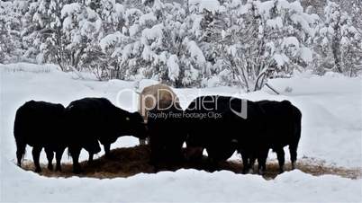 Six cows eating some grass on the snow